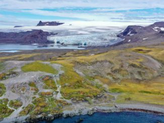 Planta de clavelito antártico creciendo en el terreno rocoso y extremo de la Antártica