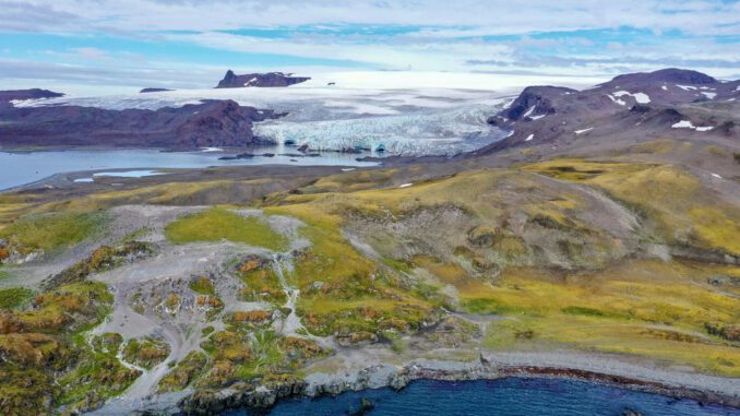 Planta de clavelito antártico creciendo en el terreno rocoso y extremo de la Antártica