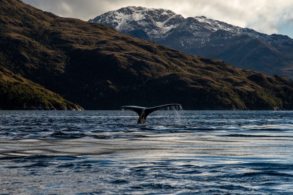Ballena nadando en los canales australes representando la conexión espiritual con el pueblo Kawésqar