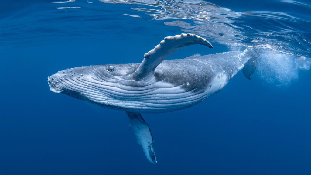 Ballena azul alimentandose en los fiordos de la Patagonia chilena